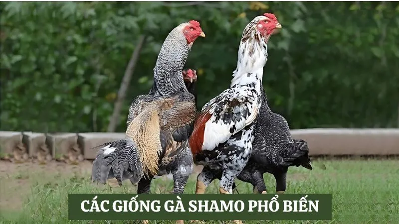 Cách chăm sóc gà Shamo để chúng phát triển khỏe mạnh 