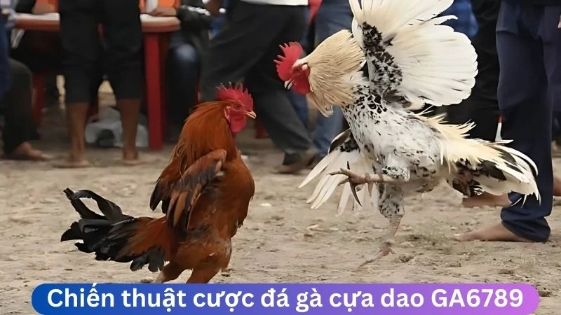 Gợi ý chiến thuật cược đá gà cựa dao Ga6789