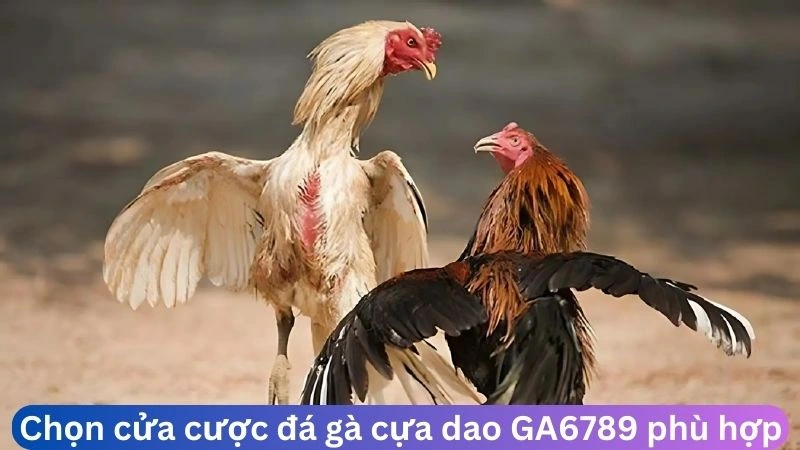 Chọn cửa cược đá gà cựa dao Ga6789 phù hợp để thắng lớn