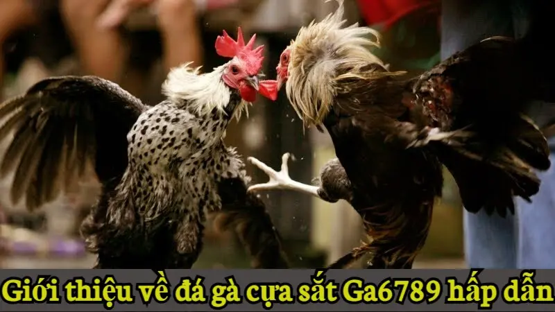 Giới thiệu về đá gà cựa sắt Ga6789 hấp dẫn