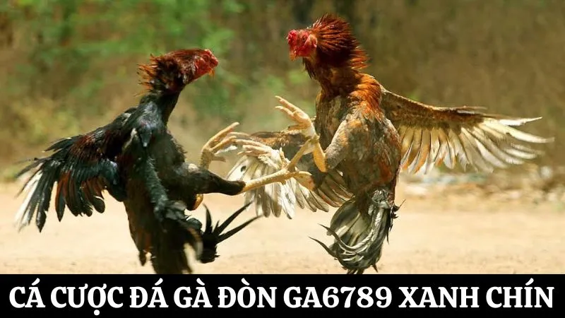 Giới thiệu thiên đường cá cược đá gà đòn Ga6789