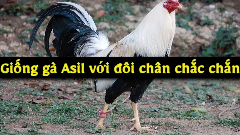 Giống gà Asil với đôi chân chắc chắn