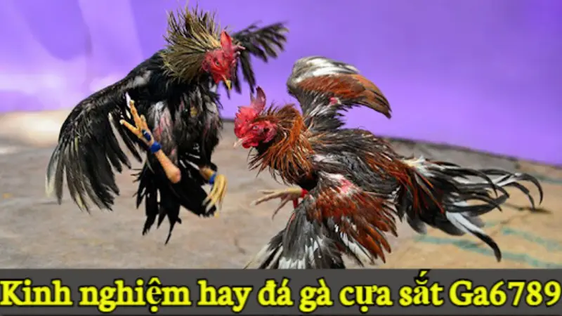 Kinh nghiệm hay đá gà cựa sắt Ga6789