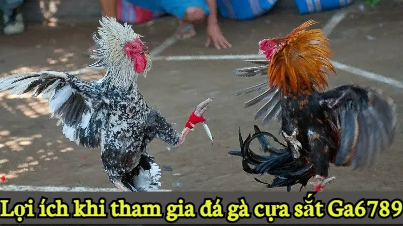 Lợi ích khi tham gia đá gà cựa sắt Ga6789