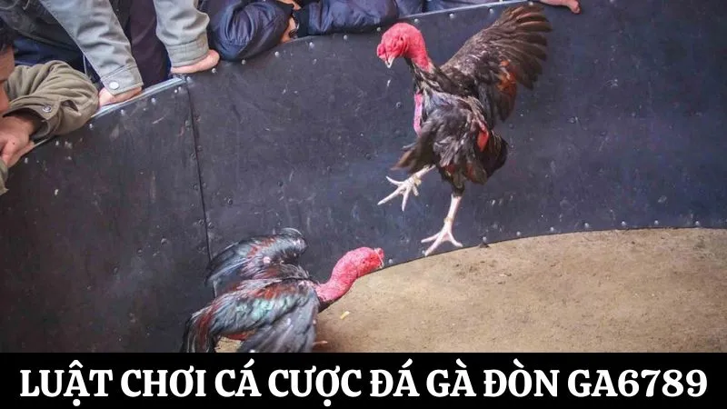 Luật chơi cá cược đá gà đòn Ga6789