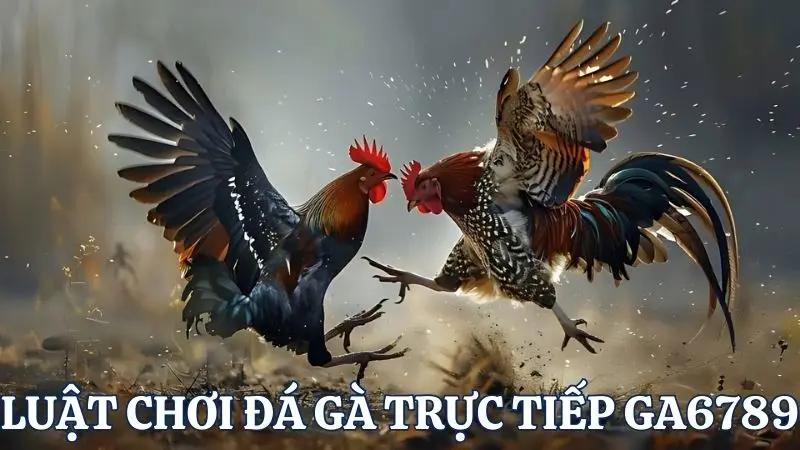 Tìm hiểu luật chơi đá gà trực tiếp chuẩn nhất
