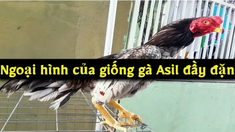 Ngoại hình của giống gà Asil đầy đặn