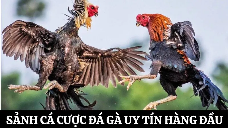 Tham gia cá cược sảnh đá gà uy tín hàng đầu 