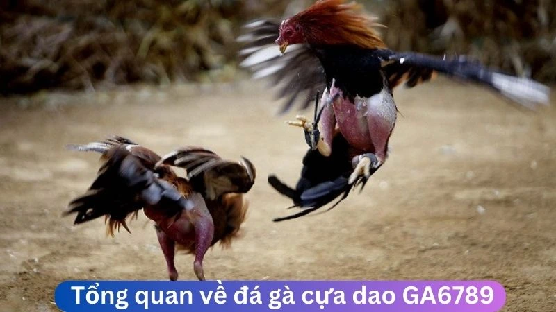 Tổng quan về đá gà cựa dao Ga6789