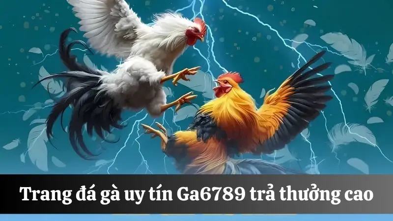 Người chơi chọn trang đá gà uy tín Ga6789 có tỷ lệ trả thưởng cao khi thắng