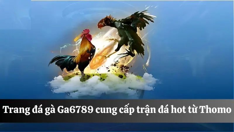 Điểm đá gà uy tín Ga6789 cung cấp trận gà đến từ Thomo