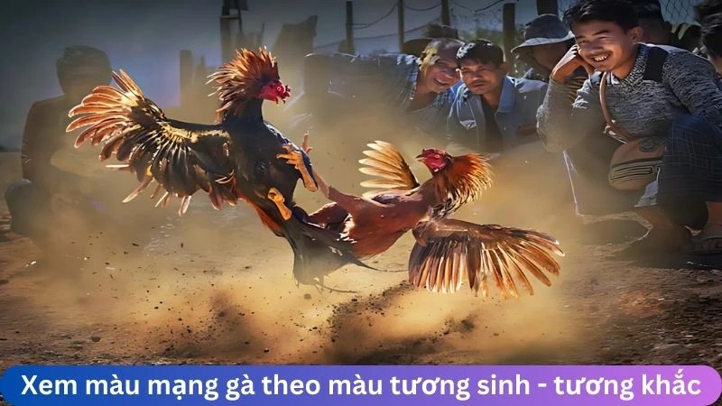 Xem màu mạng gà theo màu sắc tương sinh - tương khắc