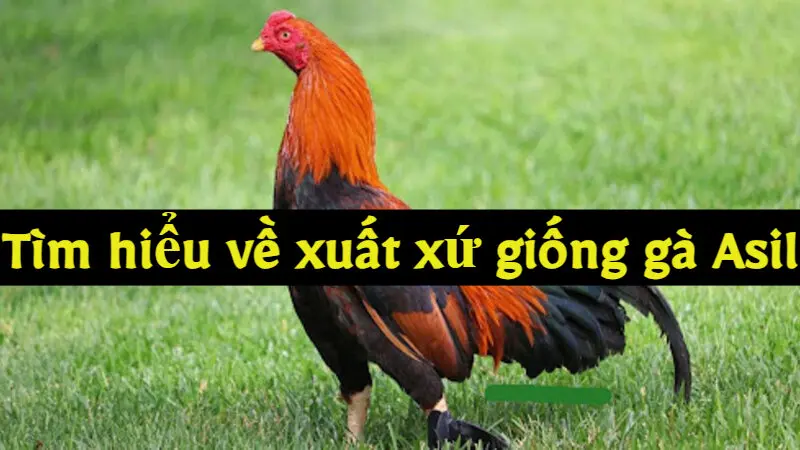 Tìm hiểu về xuất xứ giống gà Asil